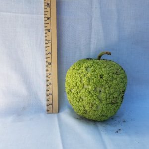Gourd Seeds- Apple, Warted