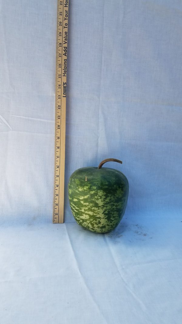 Gourd Seeds- Apple