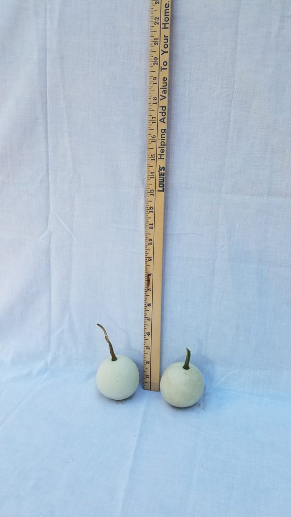 Gourd Seeds - Ball, Small Round