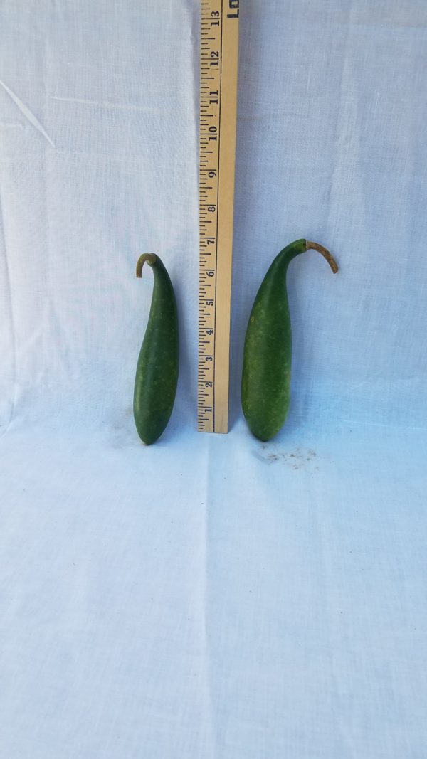 Gourd Seeds- Banana