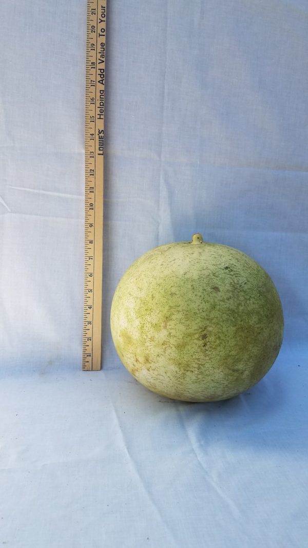 Gourd Seeds- Basketball