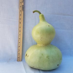 Gourd Seeds- Bottle, Mexican Water