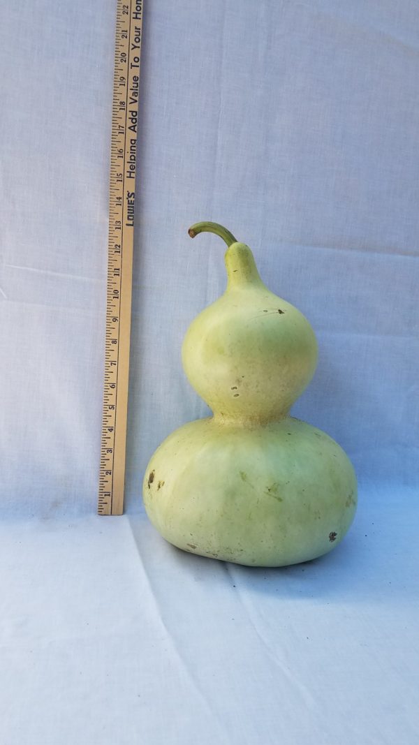 Gourd Seeds- Bottle, Mexican Water
