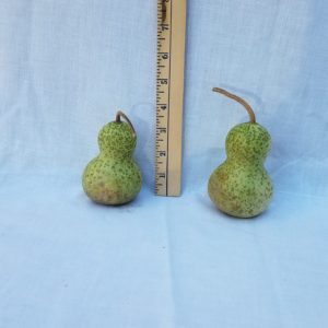 Gourd Seeds- Bottle, Mini Chinese