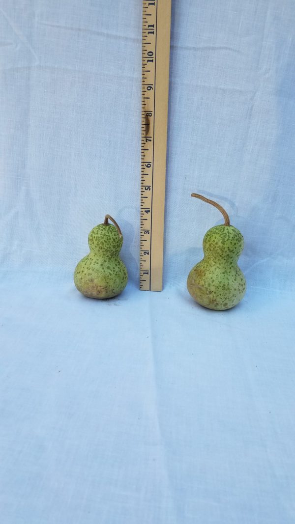 Gourd Seeds- Bottle, Mini Chinese