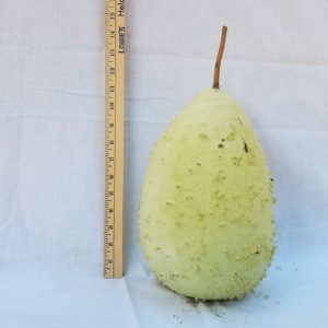 Gourd Seeds- Bule, French Warty
