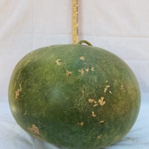 Gourd Seeds- Bushel, Large