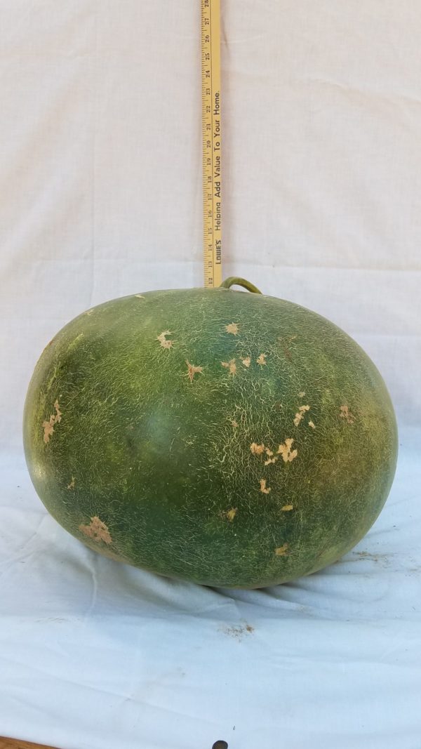 Gourd Seeds- Bushel, Large
