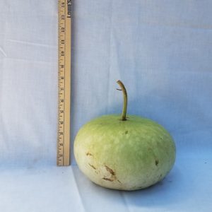 Gourd Seeds - Bushel, Small