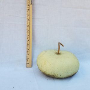 Gourd Seeds- Canteen