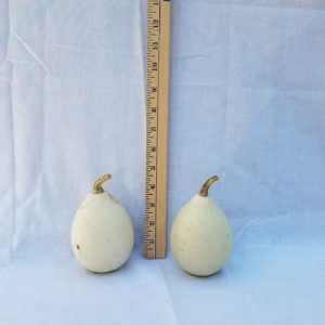 Gourd Seeds - Egg