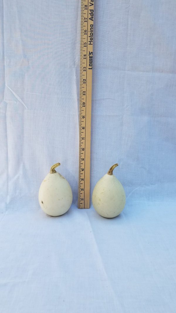 Gourd Seeds - Egg