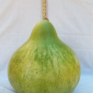 Gourd Seeds - Drum, Green