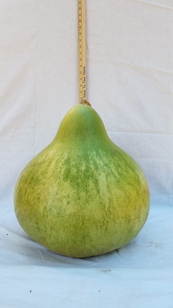 Gourd Seeds - Drum, Green