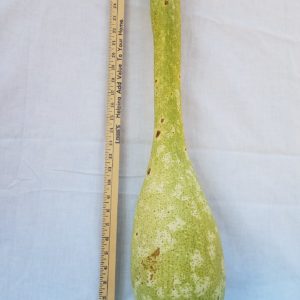 Gourd Seeds - Japanese Siphon