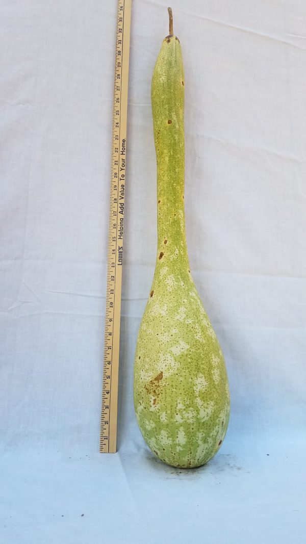 Gourd Seeds - Japanese Siphon