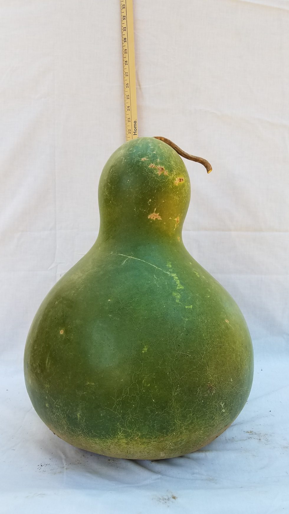 Gourd Seeds Kettle, African Wine The Gourd Barn