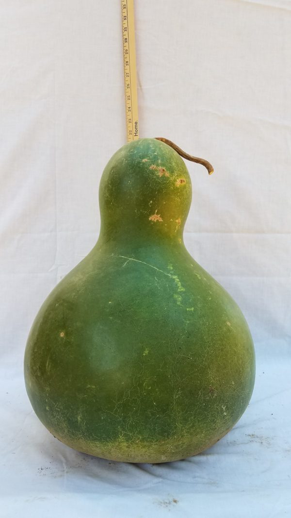 Gourd Seeds - Kettle, African Wine