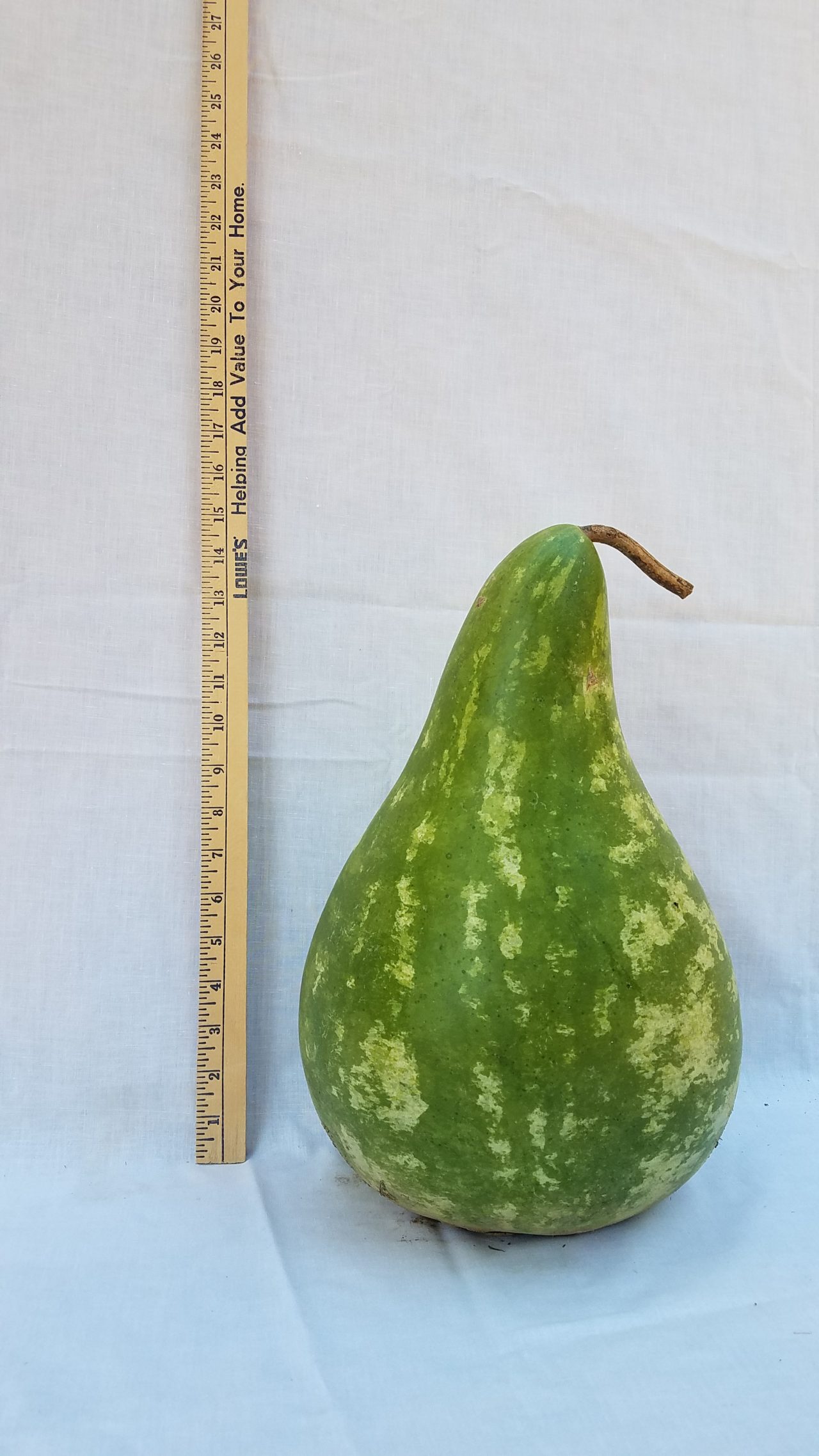 Gourd Seeds Extra Large Martinhouse The Gourd Barn