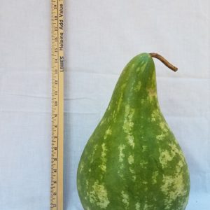 Gourd Seeds - Extra Large Martinhouse