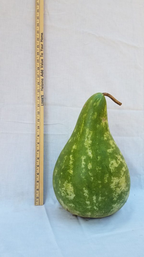 Gourd Seeds - Extra Large Martinhouse