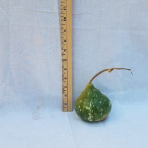 Gourd Seeds - Kettle, Mini