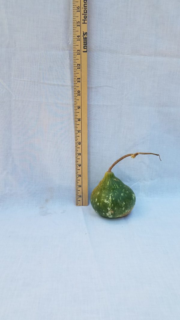 Gourd Seeds - Kettle, Mini