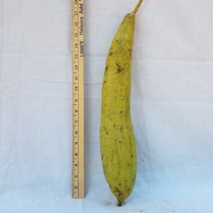 Gourd Seeds - Luffa Sponge