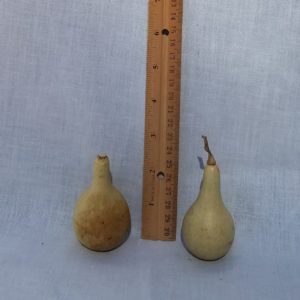 Gourd Seeds- Dipper, Mini