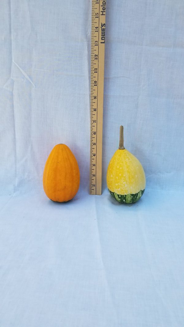 Gourd Seeds - Pear, Ornamental