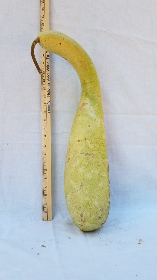 Gourd Seeds, Penguin, Large