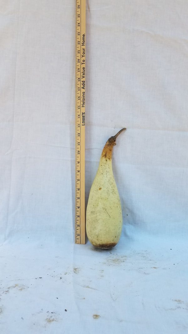 Gourd Seeds - Penguin