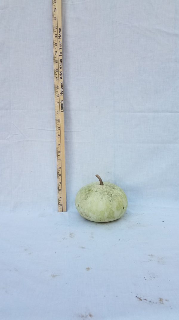 Gourd Seeds - Peru Sugar Bowl