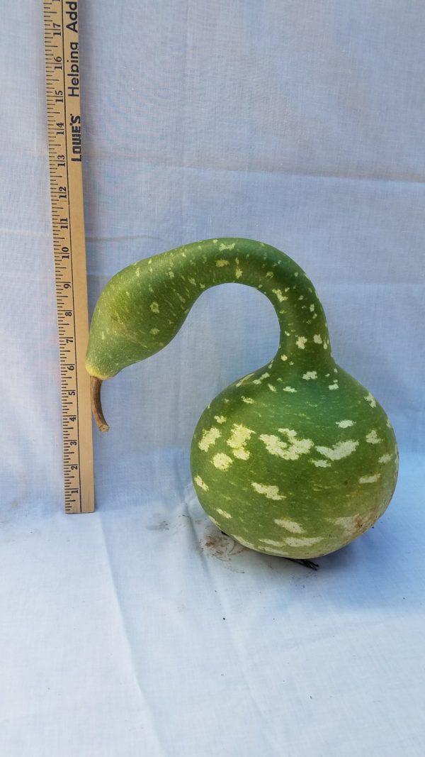 Gourd Seeds - Swan