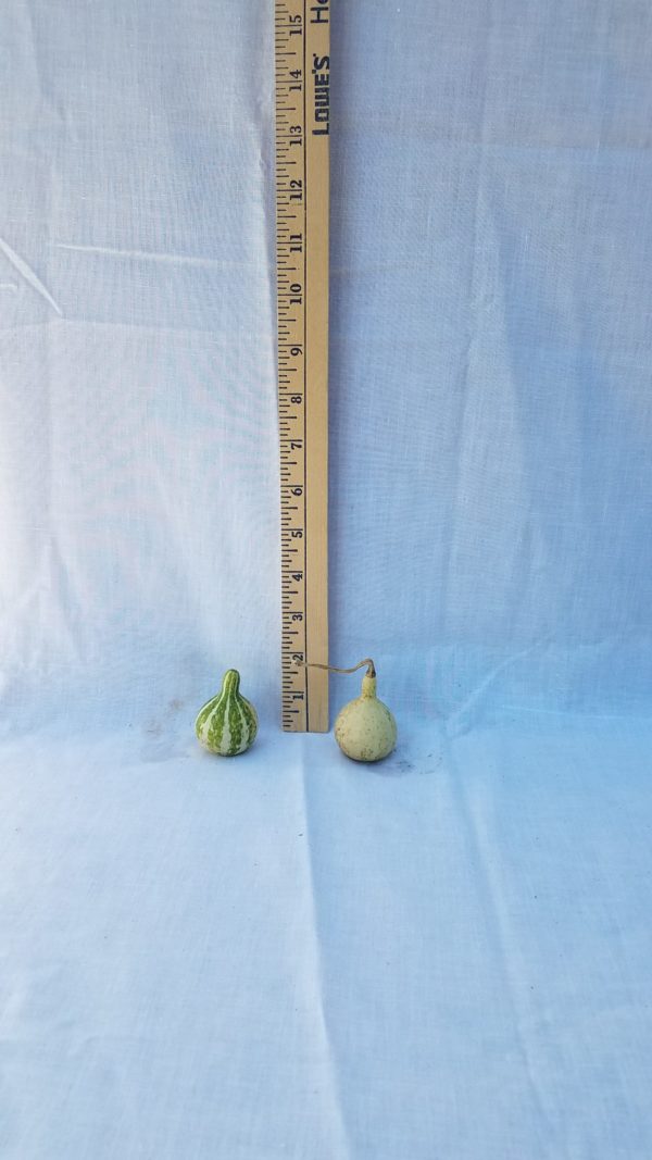 Gourd Seeds - Tennessee Spinners