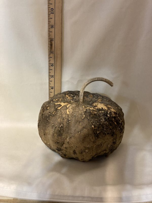 Gourd Seeds - Cheese Gourd